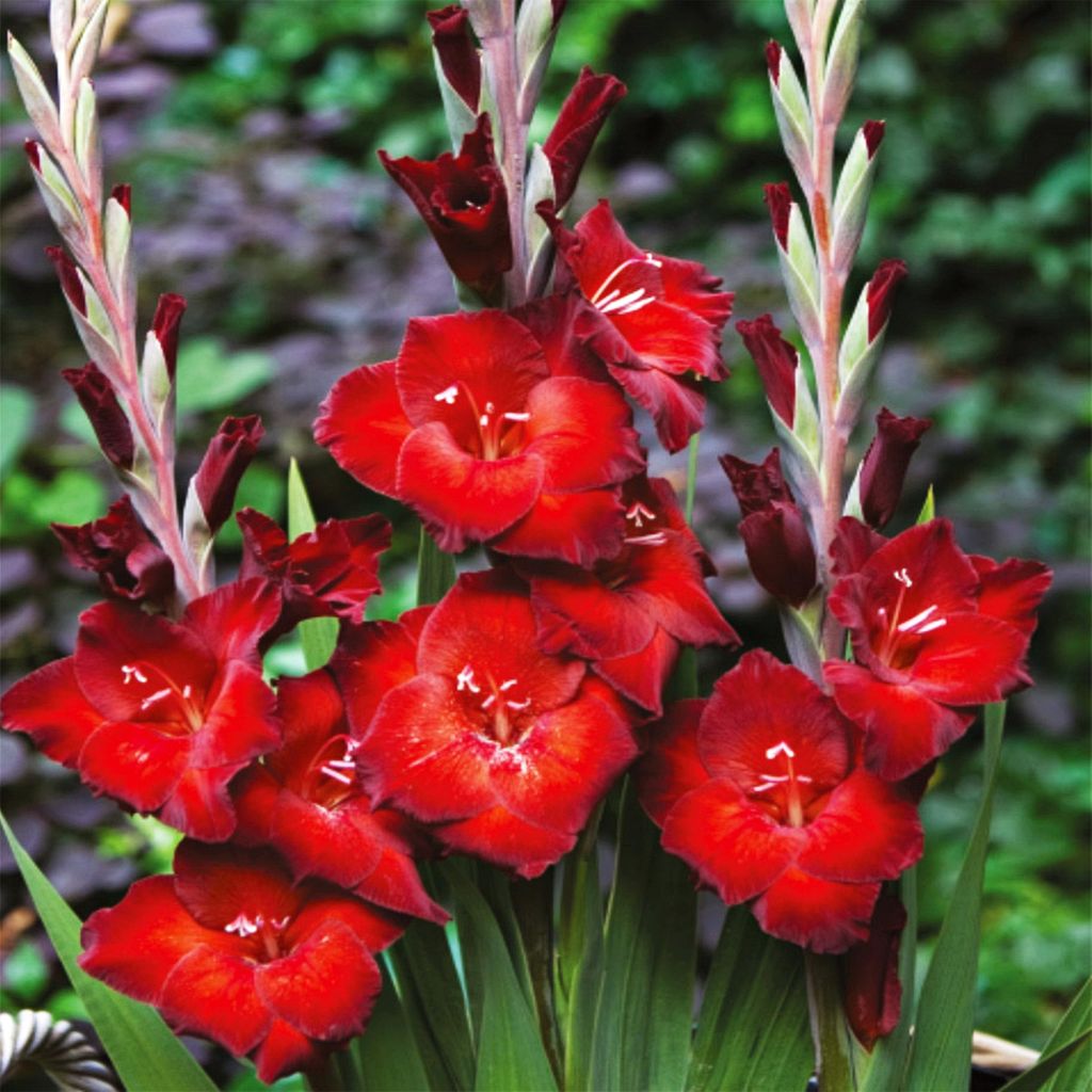 Gladiole Blumenzwiebeln Schwertblume Sommerblühende Siegwurze Azuro 5 St.
