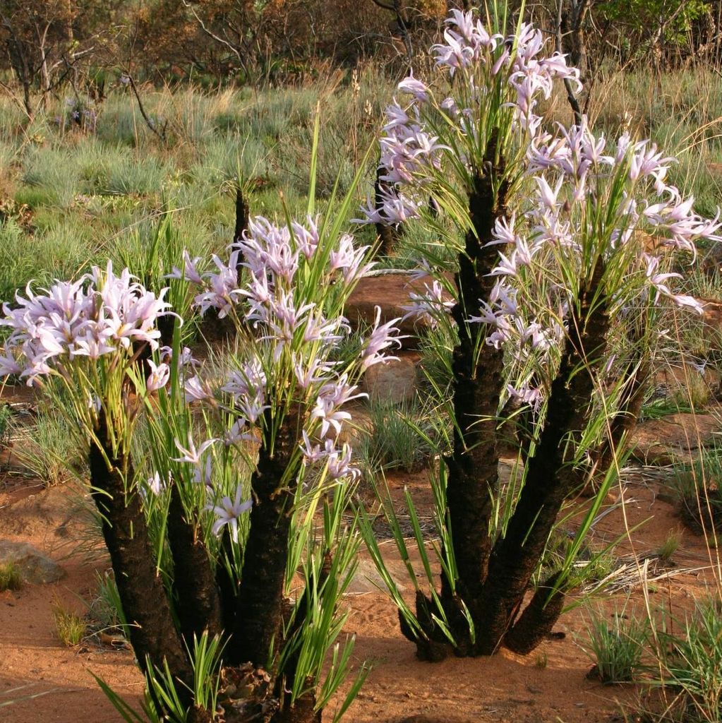 Schwarze Lilie (Xerophyta retinervis) - 10 Samen