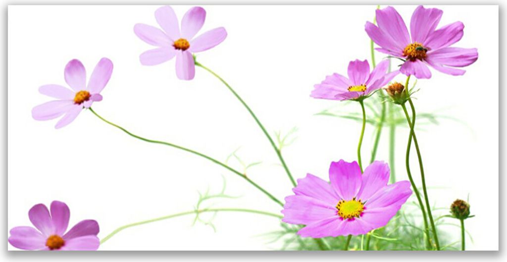 Glasbilder 140x70 Wandbild Druck auf Glas Blumen Pflanzen