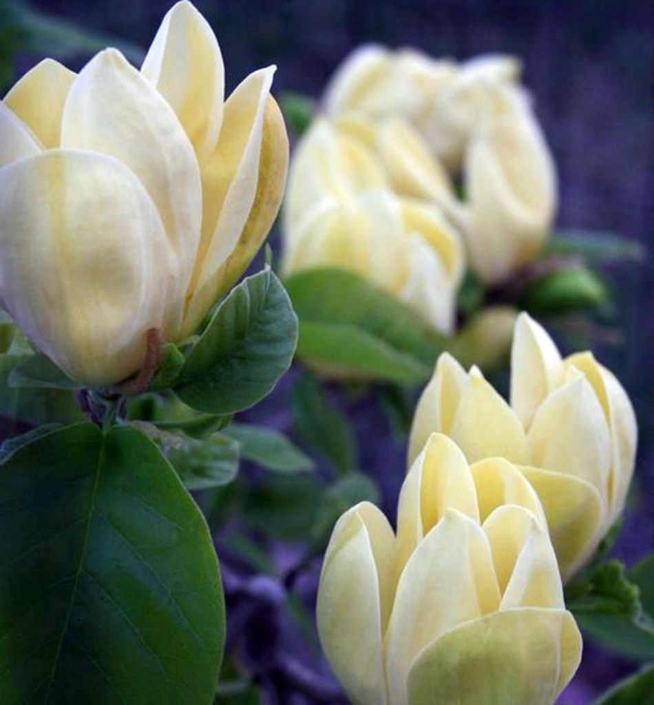 Magnolie ́YELLOW LANTERN ́ 120-130 cm, Cont. 5 l