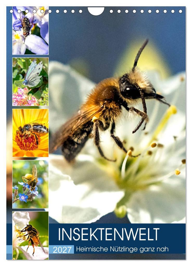 INSEKTENWELT - Heimische Nützlinge ganz nah (Wandkalender 2027 DIN A4 hoch), CALVENDO Monatskalender