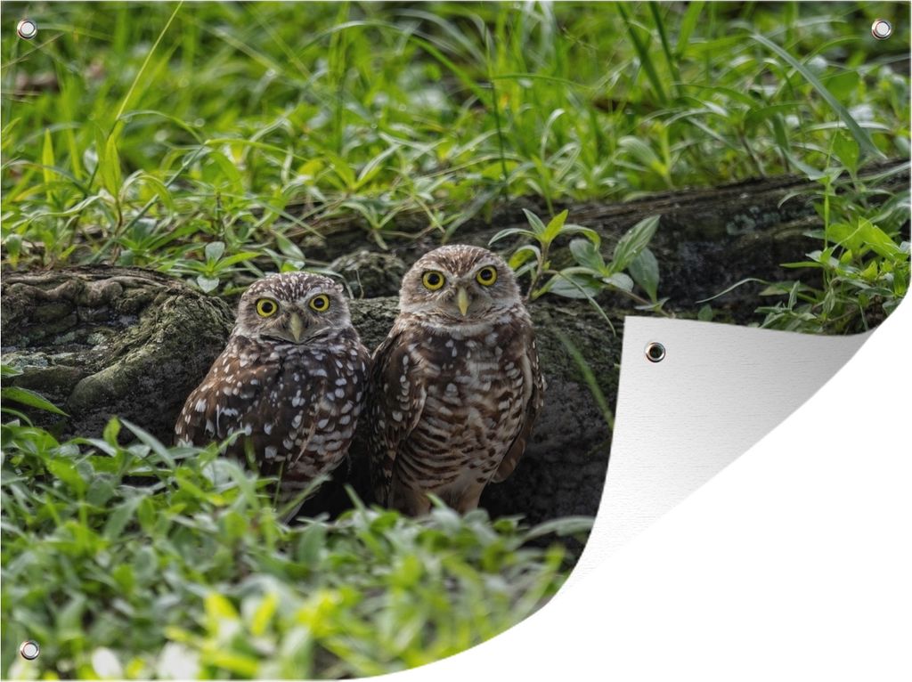 MuchoWow 80x60 cm Outdoor-Poster Gartendeko Sichtschutz Garten Poster für den Garten Zwei Kanincheneulen vor ihrer Höhle