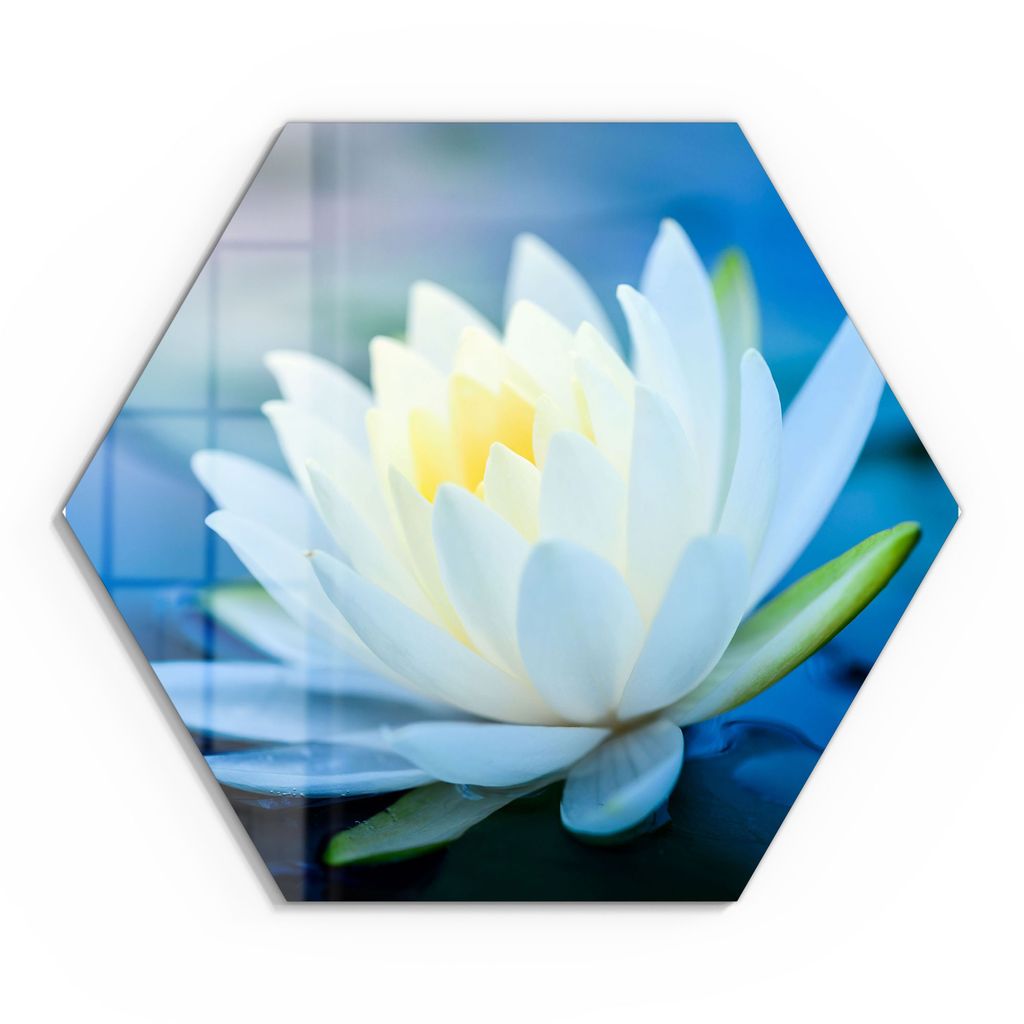 DEQORI Glasbild Echtglas 40x35 cm 'Lotusblüte im Wasser' Wandbild Bild modern Deko