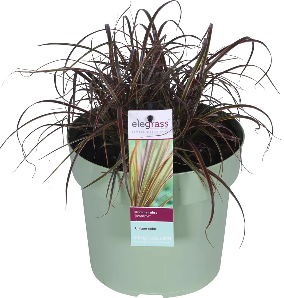 Graminée ornementale Uncinia rubra Everflame rouge en pot de 19cm