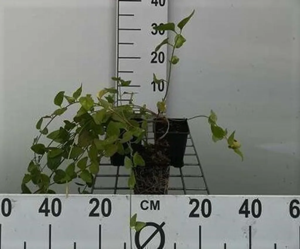 Vinca major lot de 12 - Grande Pervenche persistante pour ombre et talus