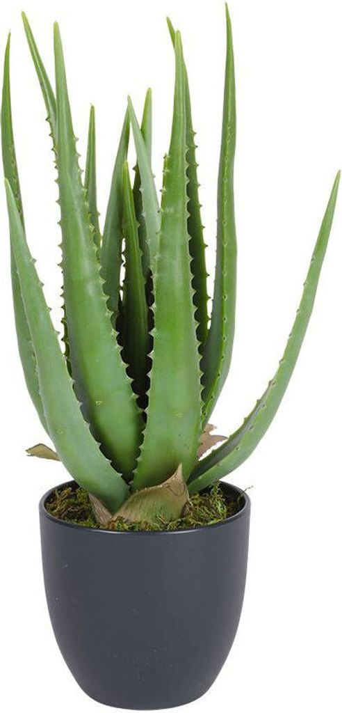 Künstliche Aloe Vera im Kunststofftopf - 45cm Produktbild 