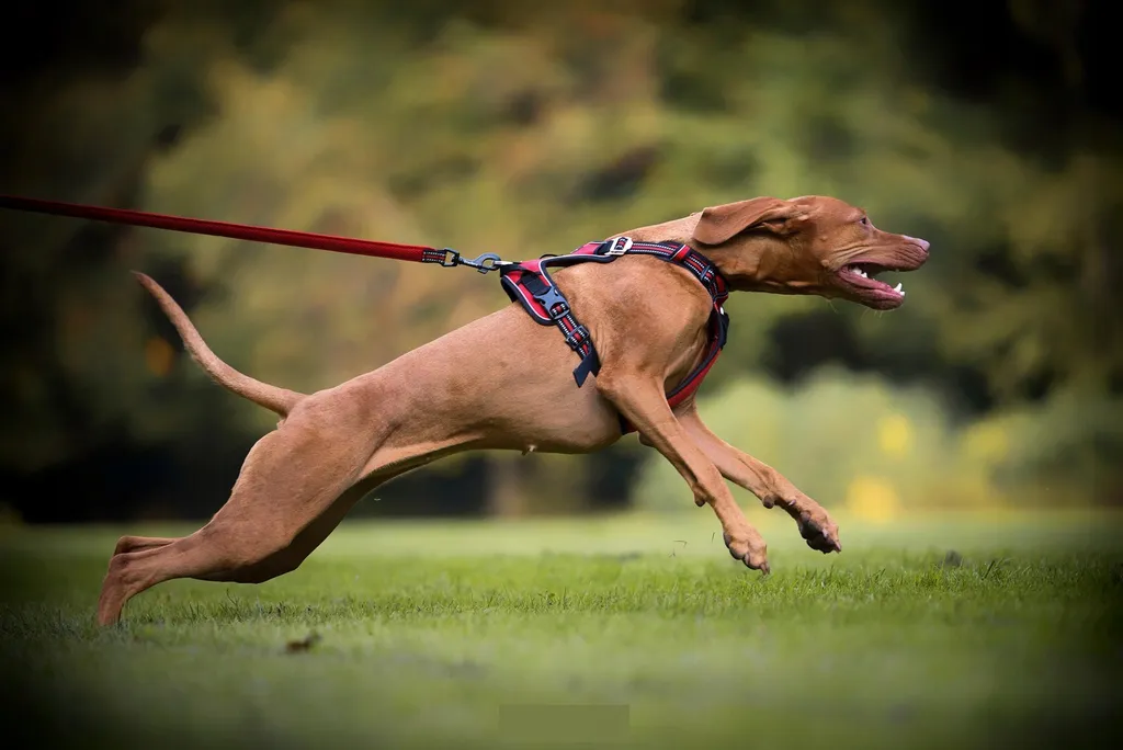 Pettorina Cane Truelove Riflettente M: Equipaggiamento Tecnico No-Pull - 12