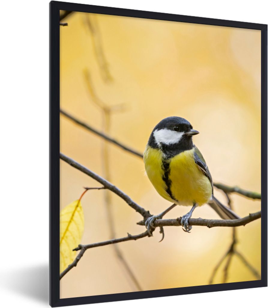 MuchoWow Gerahmtes Poster Kohlmeise - Zweig - Vogel - Tiere 30x40 cm - Poster mit Schwarzem Bilderrahmen Wandposter Rahmen Foto Bilder - Wanddeko...