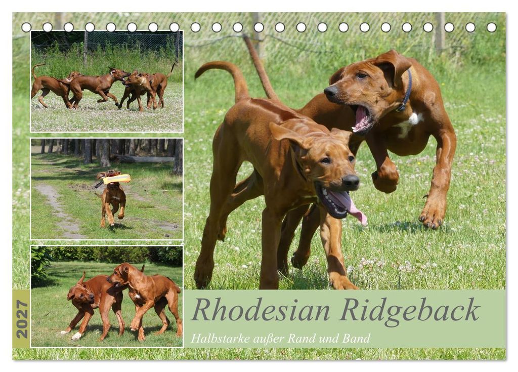Rhodesian Ridgeback - Halbstarke außer Rand und Band (Tischkalender 2027 DIN A5 quer), CALVENDO Monatskalender