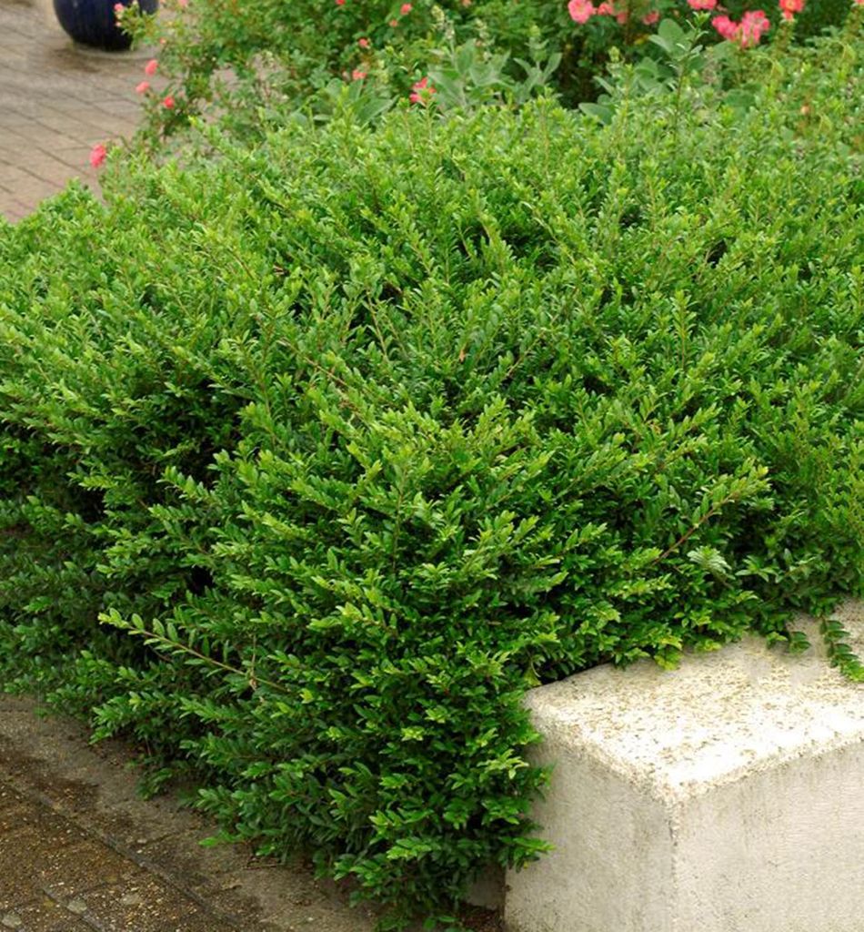 Kriech-Heckenkirsche ́MOSSGREEN ́ 20-30 cm, Cont. 2,5 l