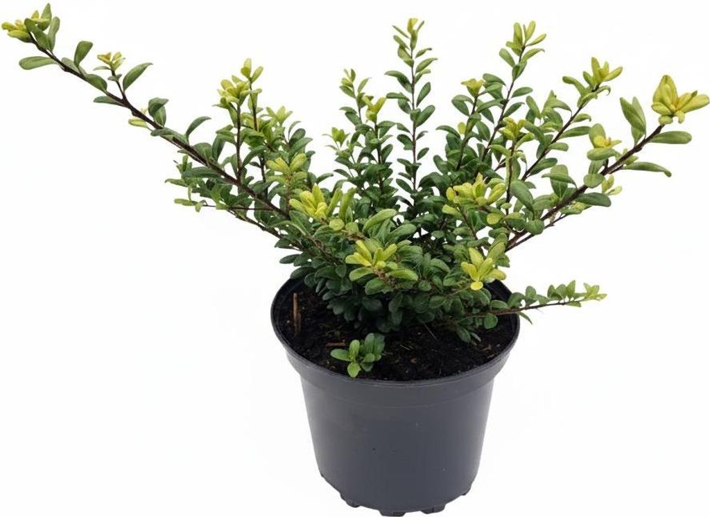 Ilex crenata 'Convexa', Japanische Stechpalme, immergrün, 20–25 cm