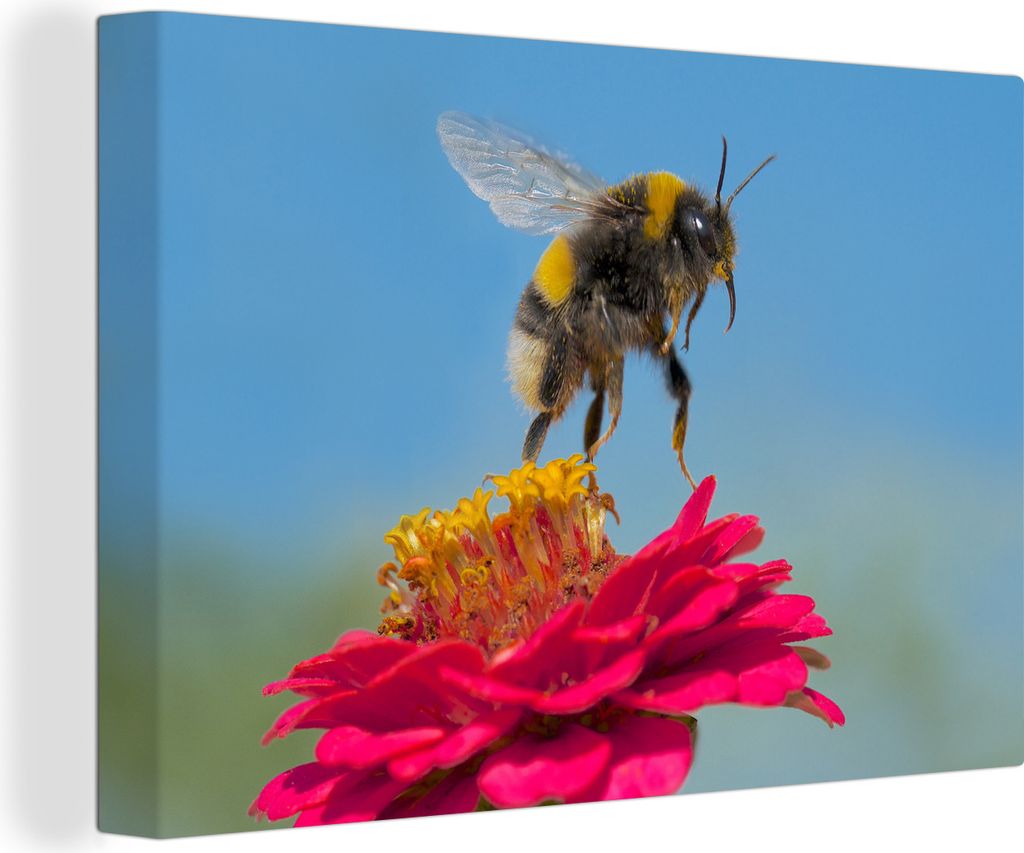 OneMillionCanvasses - Leinwandbilder - 140x90 cm, Hummel schwebt über einer rosa Zinnienpflanze, Wandbilder Kunstdruck Wanddekoration - Foto auf...