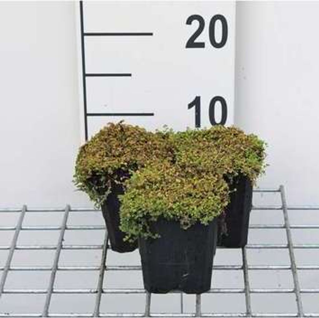 12 x Soleirolia soleirolii - Bubi - pot 9 cm x 9 cm Image du produit 