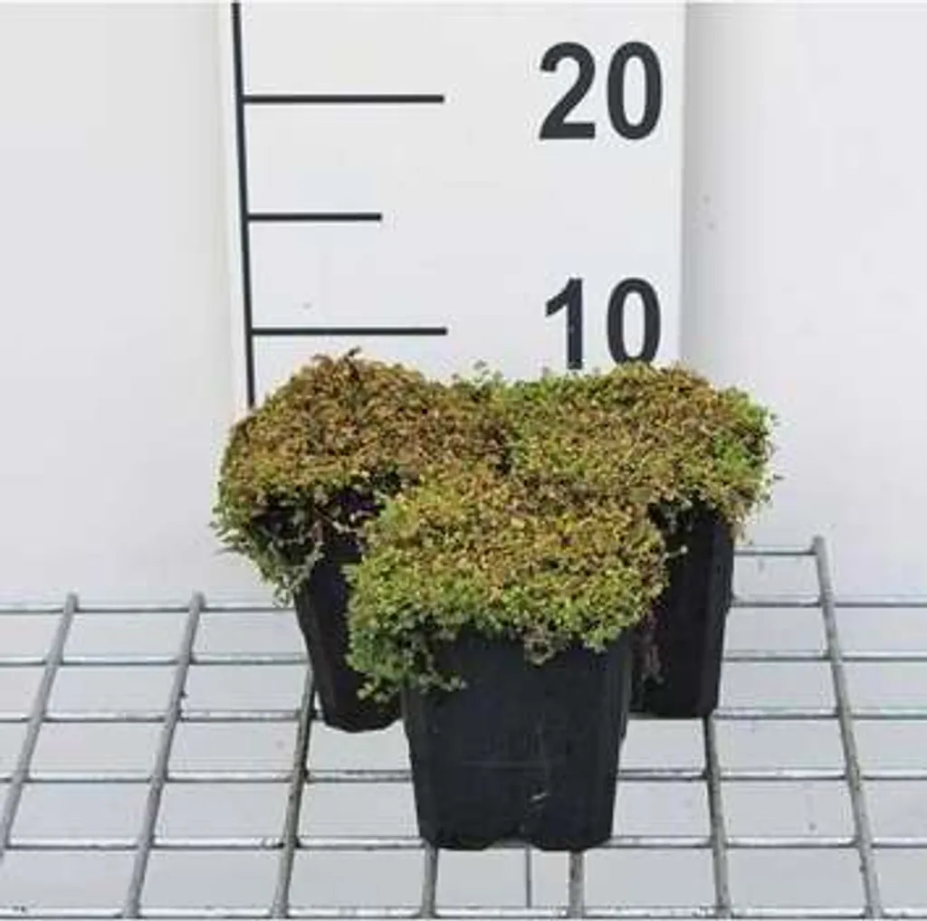 Soleirolia soleirolii pour terrarium et intérieur - 12 pots 9 cm
