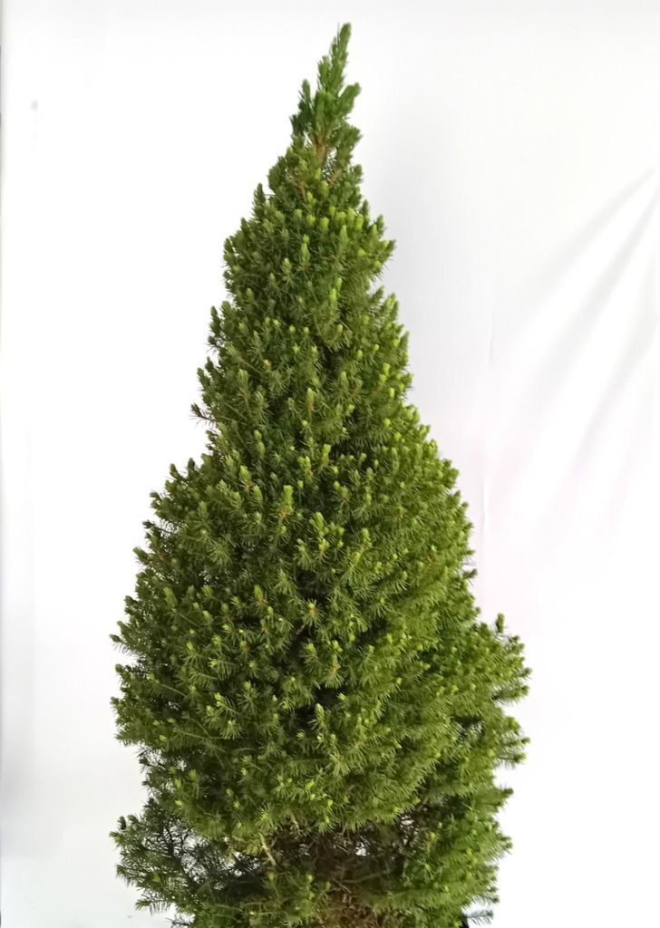 Kanadische Zuckerhut - Fichte Picea Glauca Conica 20 - 30 Produktbild 