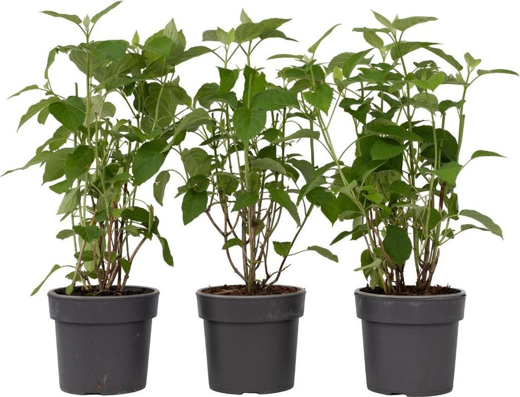 Three potted plants are arranged side-by-side against a white background.