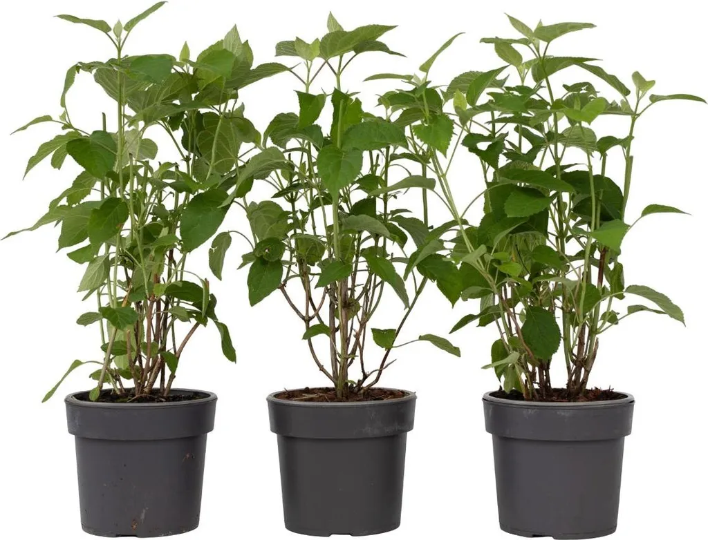Hortensia blanc Strong Annabelle aux tiges robustes, lot de 3 pots