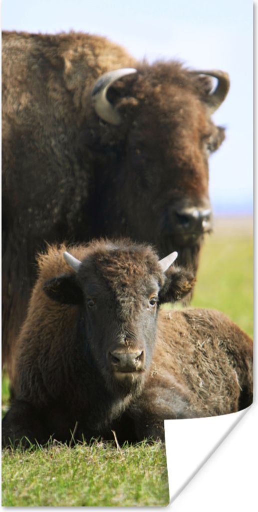 MuchoWow Poster Büffel - Gras - Kalb 75x150 cm - Dekoration für die Wände