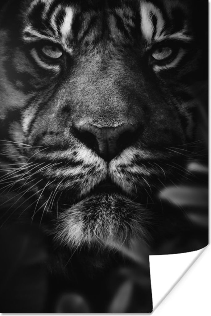MuchoWow Poster Nahaufnahme eines Tigers im Dschungel - schwarz und weiß 40x60 cm - Plakate für die Wand - Poster Babyzimmer