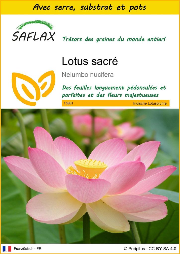 SAFLAX Ensemble de culture - Lotus sacré - 8 graines - Image du produit 