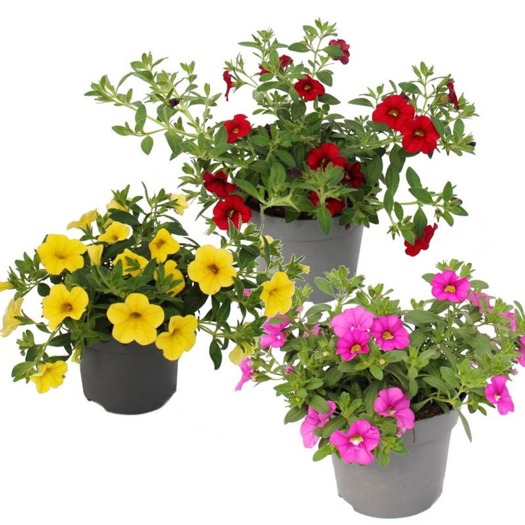 Zauberglocken – Mini-Hängepetunie – Calibrachoa – Produktbild 