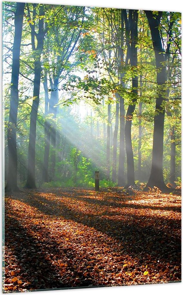 Bilder auf glas - Einteilig - Wald Blätter Sonne - 70x100cm - Glasbilder - Wandbilder - Bilder - zum Aufhängen bereit - Wanddekoration aus Glas -...