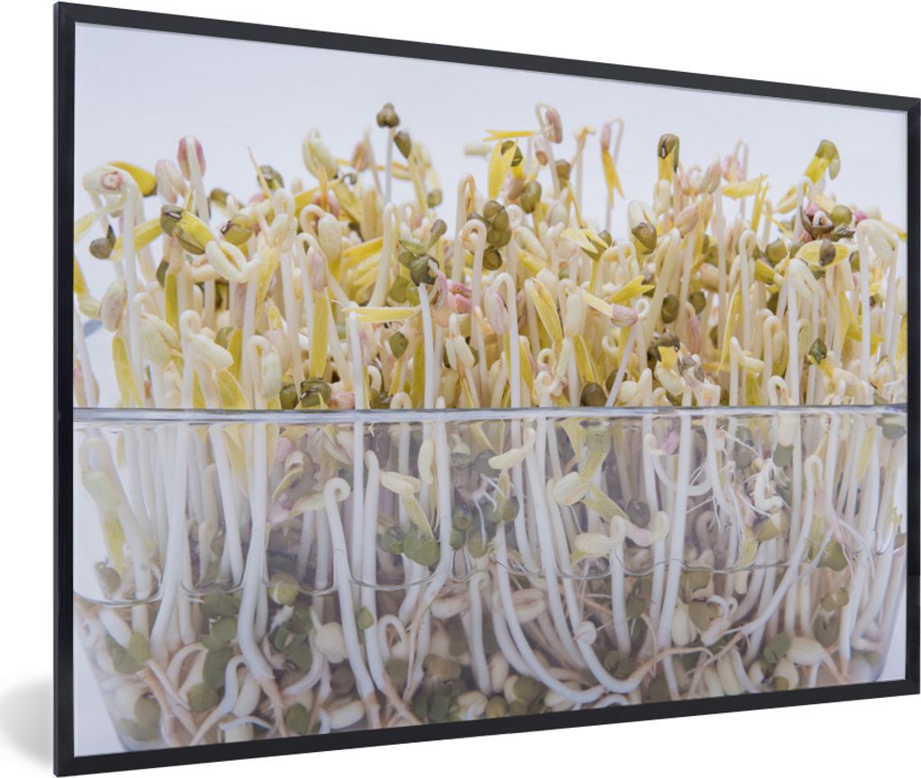 MuchoWow MuchoWow Gerahmtes Poster Bohnensprossen in einer Glasschale vor weißem Hintergrund 60x40 cm - Poster mit zchwarzem Bilderrahmen - Pr...
