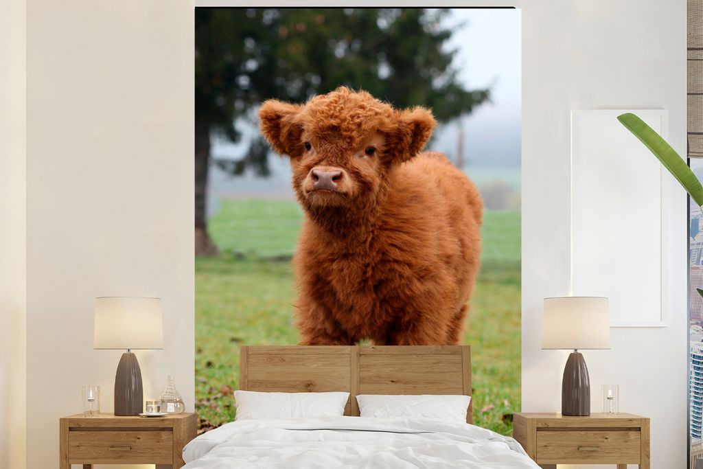 MuchoWow Fototapete für Wohnzimmer oder Schlafzimmer Wandtapete Vinyl Motivtapete Scottish Highlander - Kalb - Gras - 155x240 cm - Tapete