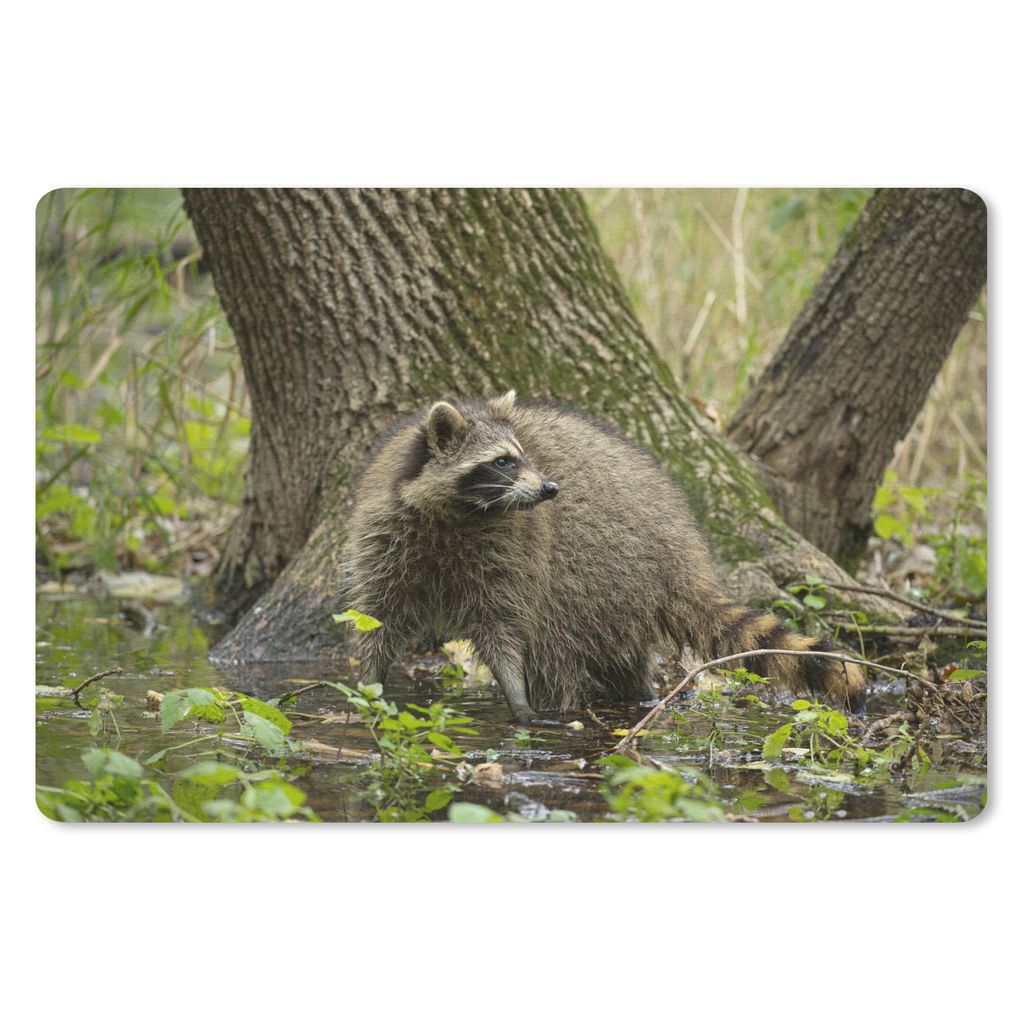 MuchoWow Schreibtischunterlage Waschbär - Wasser - Wald 60x40 cm - XXL Mauspad - Großes Mauspad