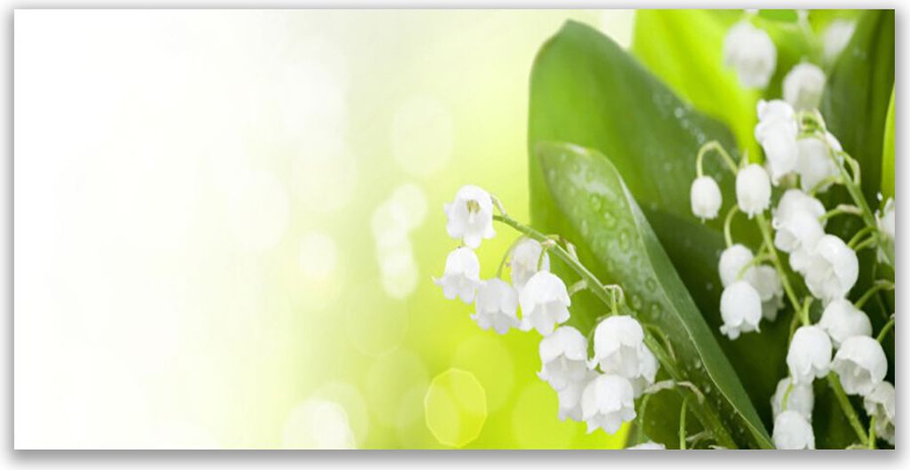 Acrylglasbilder 120x60 Wandbild Druck Maiglöckchen Blätter Pflanzen