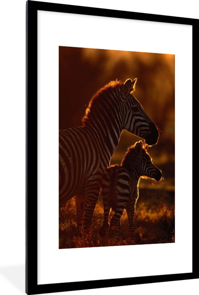 MuchoWow MuchoWow Gerahmtes Poster Zebra - Sonne - Fohlen 60x90 cm - Poster mit zchwarzem Bilderrahmen - Dekoration - Wandposter Wohnzimmer - H...