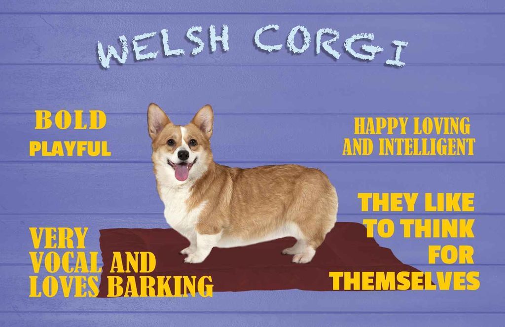 vianmo Holzschild 20x30 cm Welsh Corgi Hund bold playful Tier Haustier
