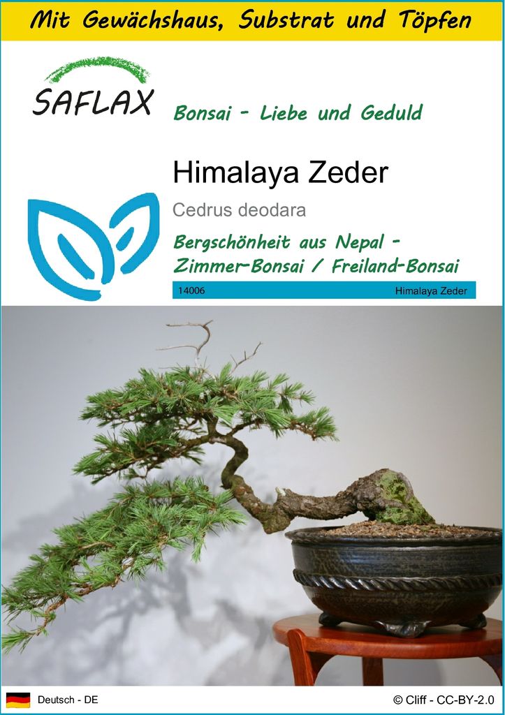 SAFLAX Anzucht Set - Himalaya Zeder - Cedrus deodara - 35 Samen - Mit Mini-Gewächshaus, Anzuchtsubstrat und 2 Töpfen