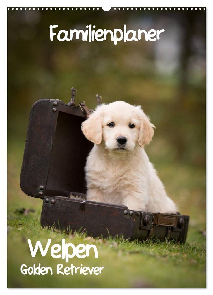 Familienplaner: Golden Retriever Welpen (Wandkalender 2027 DIN A2 hoch), CALVENDO Monatskalender