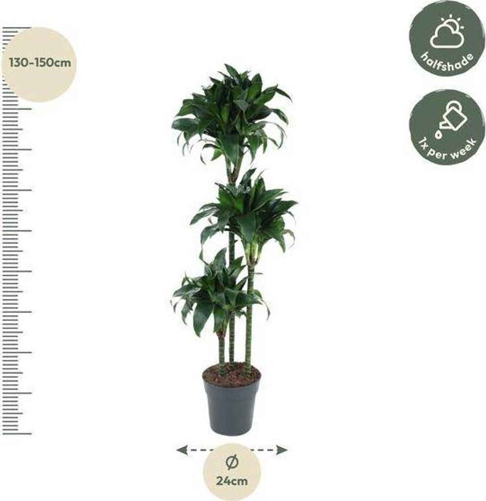 Drachenbaum Dracaena Tatuade 140cm Ø24cm Zimmerpflanze mit grün-weißen Blättern