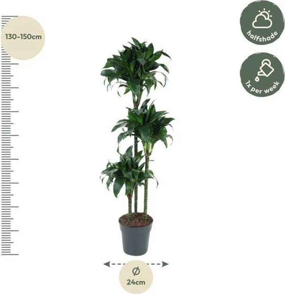 Dracaena Tatuade 140 cm plante d intérieur robuste pour débutant