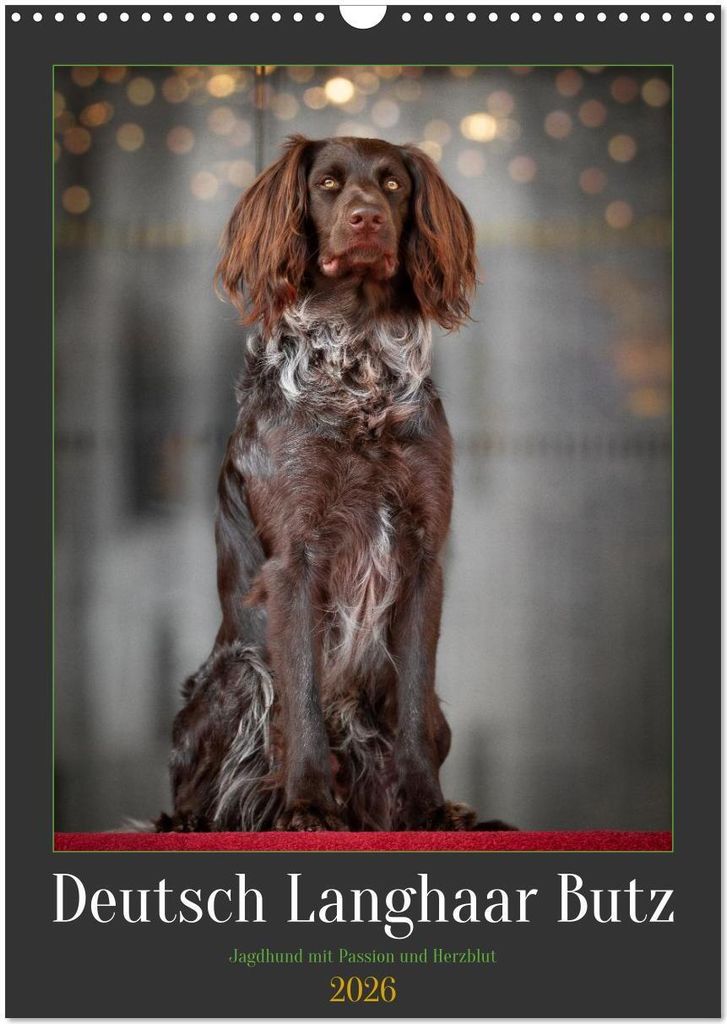 Deutsch Langhaar Butz - Jagdhund mit Passion und Herzblut (Wandkalender 2026 DIN A3 hoch), CALVENDO Monatskalender