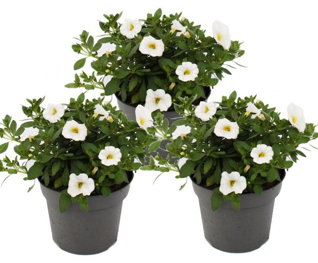 Kouzelné zvonky – mini závěsná petúnie – Calibrachoa – Obrázek produktu 
