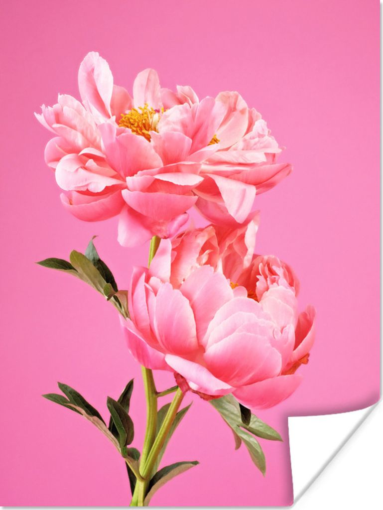 MuchoWow Poster Rosa Pfingstrosen mit einem rosa Hintergrund 30x40 cm - Wandplakat - Poster Kinderzimmer