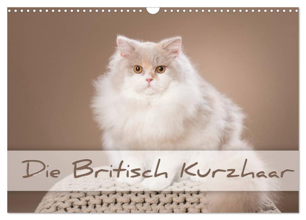 Die Britisch Kurzhaar (Wandkalender 2027 DIN A3 quer), CALVENDO Monatskalender