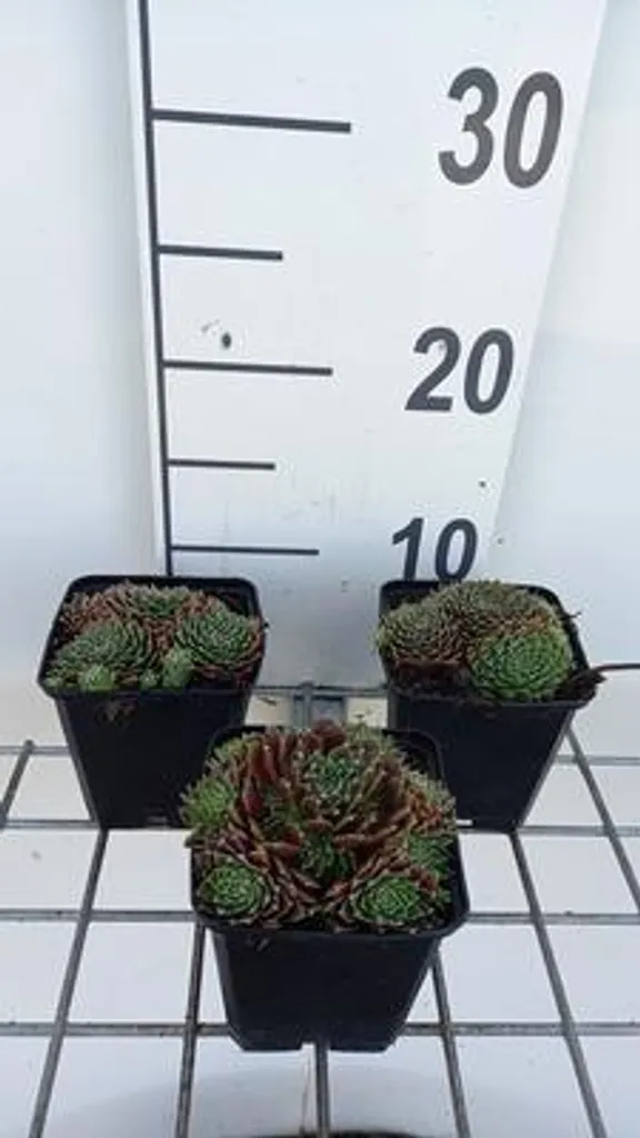 Sempervivum Silvery Carnelian rustique - 6 Succulentes en pot 9cm