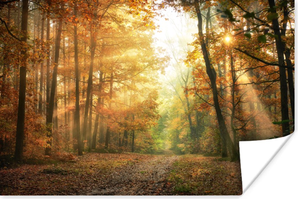 MuchoWow Poster Wald - Herbst - Sonne - Landschaft - Natur - Bäume - Laub 90x60 cm - Schlafzimmer