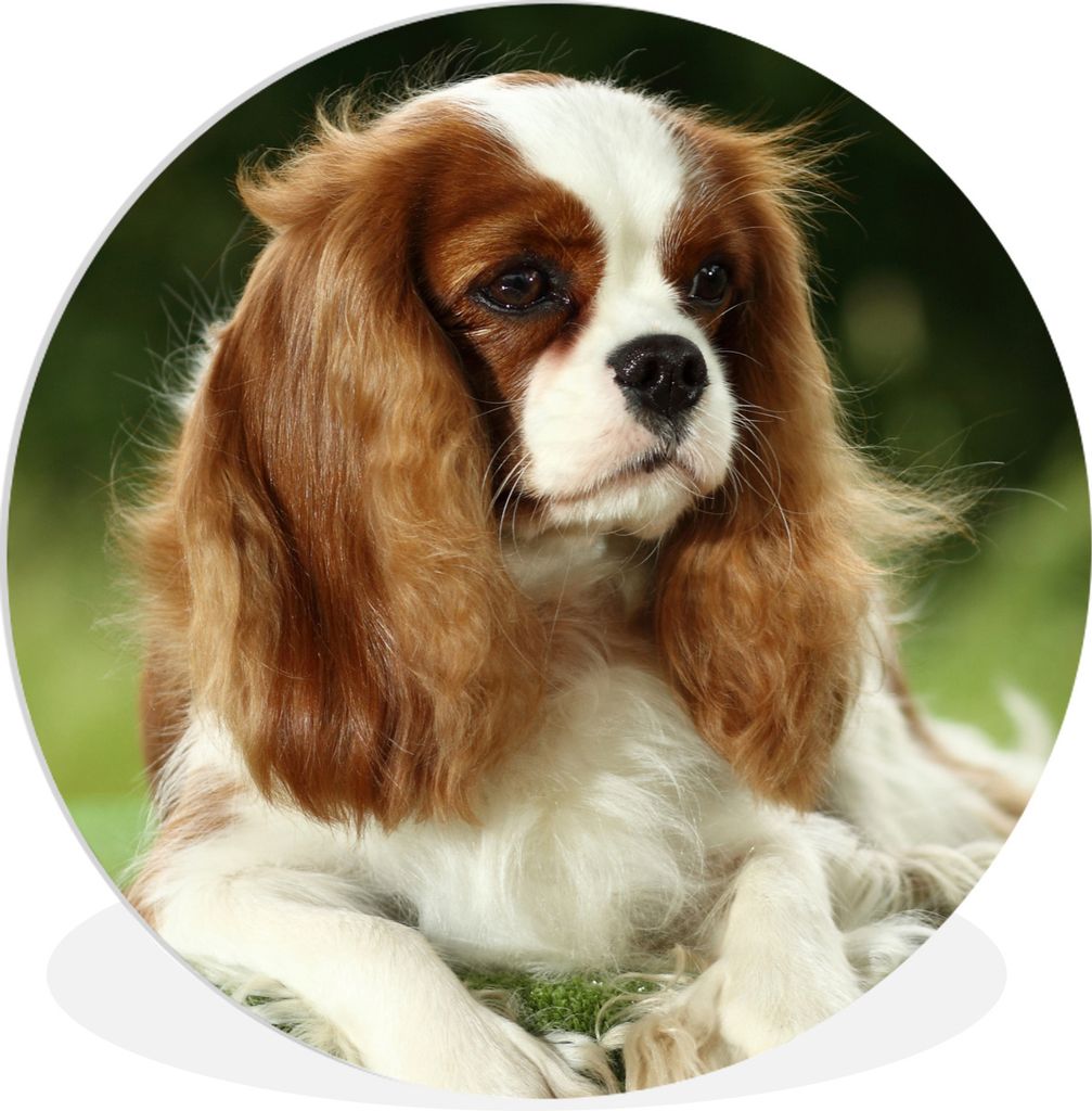 MuchoWow Rundes Wandbild - Runde Bilder Porträt eines Cavalier King Charles Spaniels Ø 30 cm Kreis Wanddekoration Kunststoff - Wandkreis - Wand...