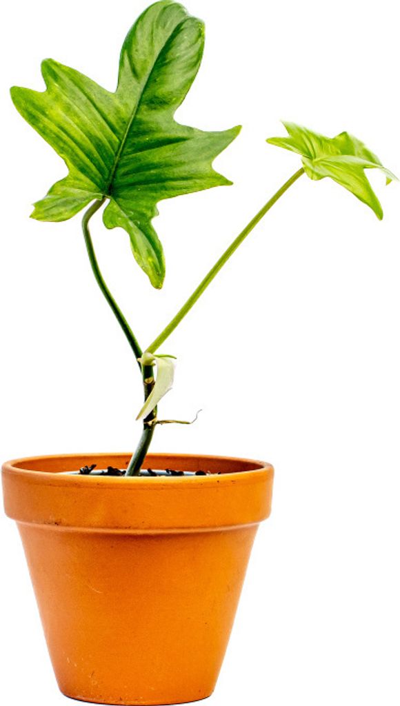 Gardners Philodendron Pedatum, průměr 9 cm - SLOW PLANT Obrázek produktu 