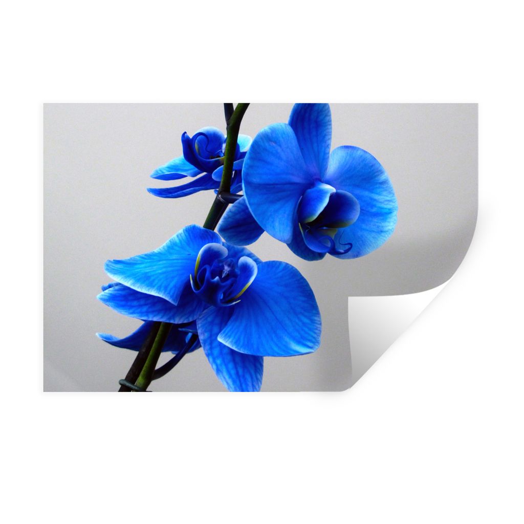 MuchoWow Wandtattoo Wandsticker Wandaufkleber Blaue Orchidee 90x60 cm Selbstklebend und Repositionierbar - Aufkleber