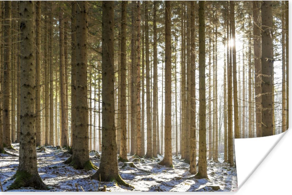 MuchoWow Poster Ein Wald mit Baumstämmen in einer Winterlandschaft 60x40 cm - Schlafzimmerdekoration