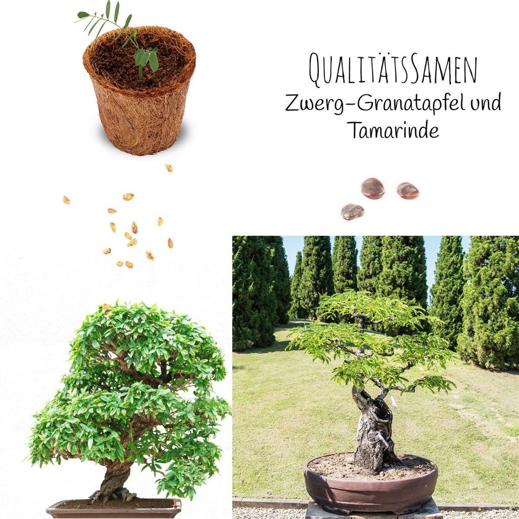 Bonsai Starter Kit: Zwerg-Granatapfel & Tamarinde