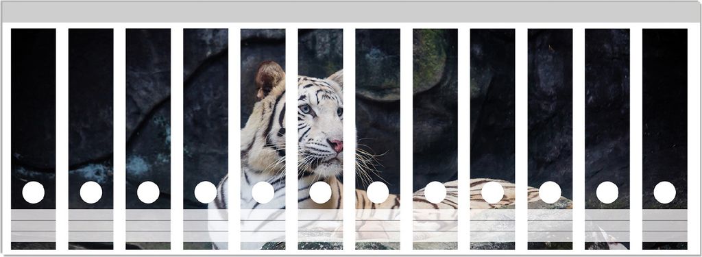 Wallario Ordnerrücken Sticker, selbstklebend für breite Ordner, 12 Stück, Motiv Weißer Tiger auf einem Felsen