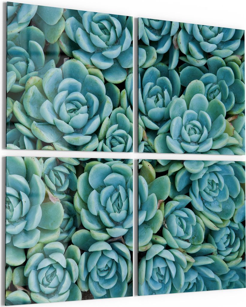 DEQORI Glasbild Echtglas 4x50x50 cm 'Sukkulente Symmetrie' Wandbilder XXL groß