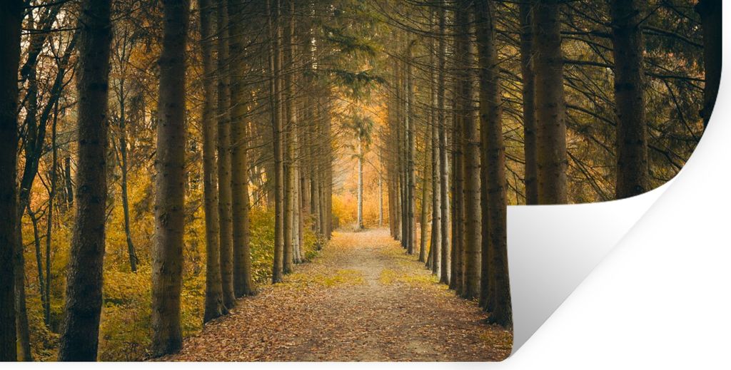 MuchoWow Wandtattoo Wandsticker Wandaufkleber Pfad - Bäume - Wald 80x40 cm Selbstklebend und Repositionierbar - Aufkleber